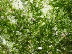 Rhynchostegiella tenella