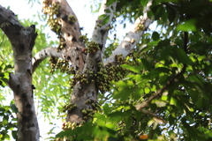Ficus racemosa