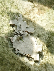 Dermatocarpon miniatum