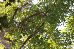 Ficus racemosa