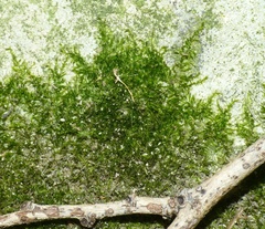 Rhynchostegiella tenella