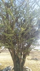 Vachellia schaffneri