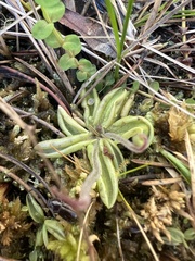 Pinguicula lusitanica