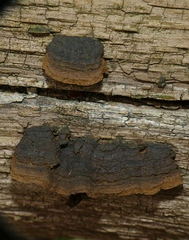 Hymenochaete rubiginosa
