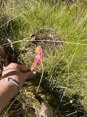 Sarracenia