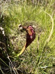 Sarracenia