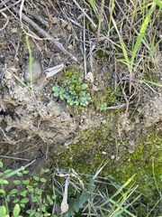 Targionia hypophylla