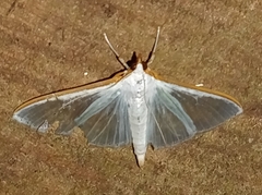 Diaphania glauculalis