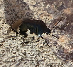 Tritomegas bicolor