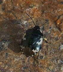 Tritomegas bicolor