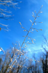 Eragrostis