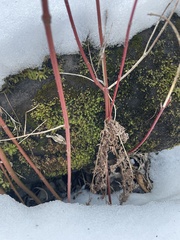 Fissidens