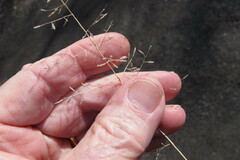 Eragrostis