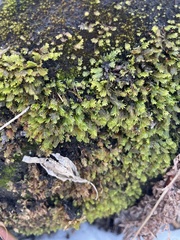 Fissidens