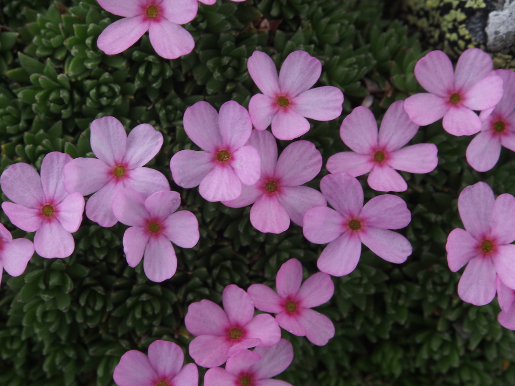 Androsace wulfeniana