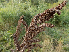Rumex longifolius