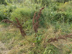 Rumex longifolius