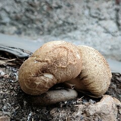 Fungi