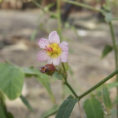 Kosteletzkya depressa