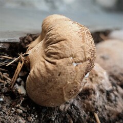 Fungi