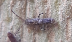 Orchesella villosa