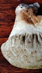 Fungi
