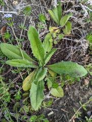 Plantago virginica
