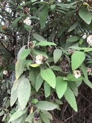 Lippia graveolens