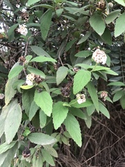 Lippia graveolens