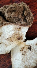Fungi