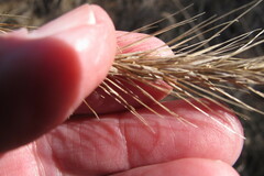 Elymus
