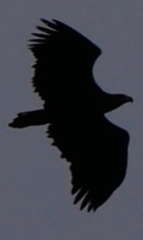 Haliaeetus albicilla