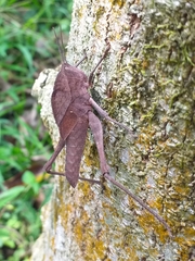 Xyleus discoideus
