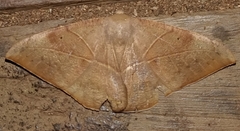 Oxydia trychiata