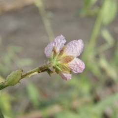 Kosteletzkya depressa