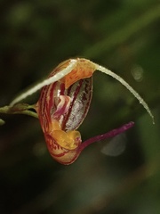 Scaphosepalum