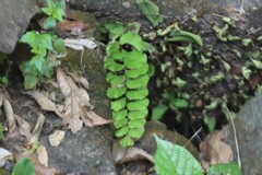 Adiantum philippense