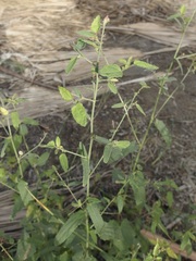 Kosteletzkya depressa