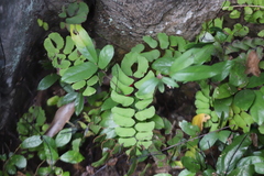 Adiantum philippense
