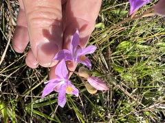 Calopogon barbatus