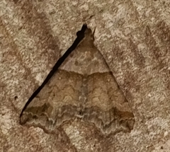 Phalaenophana pyramusalis