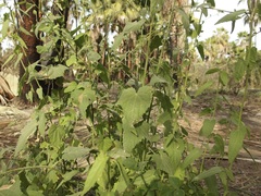 Kosteletzkya depressa