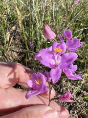 Calopogon barbatus