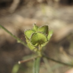 Kosteletzkya depressa