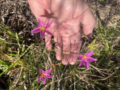 Sabatia grandiflora