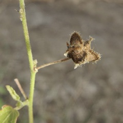 Kosteletzkya depressa