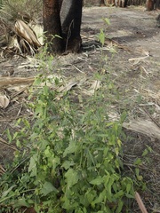 Kosteletzkya depressa