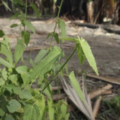 Kosteletzkya depressa