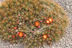 Oxychloe andina