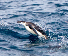 Pygoscelis antarcticus